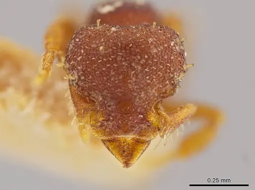 Octostruma balzani specimen MCZ-ENT00022446 image mcz-ent00022446_2