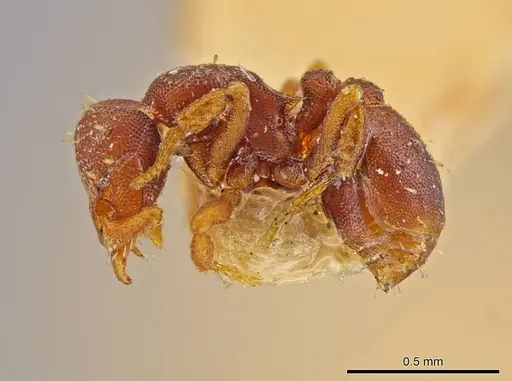 Octostruma balzani specimen MCZ-ENT00022446 image mcz-ent00022446_3