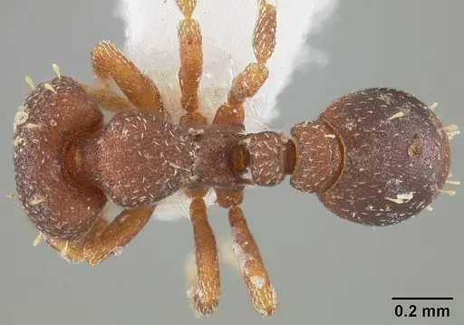 Octostruma balzani specimen USNMENT01124287 image usnment01124287_1
