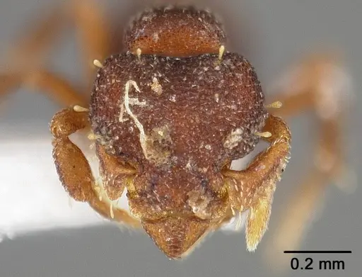 Octostruma balzani specimen USNMENT01124287 image usnment01124287_2