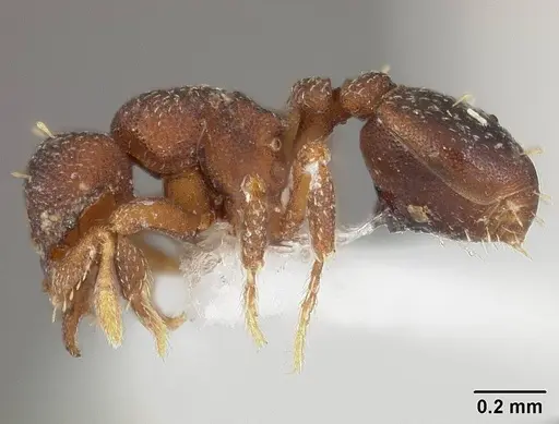 Octostruma balzani specimen USNMENT01124287 image usnment01124287_3