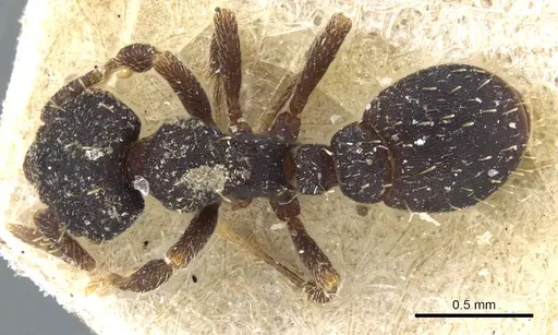 Octostruma batesi specimen CASENT0904968 image casent0904968_1