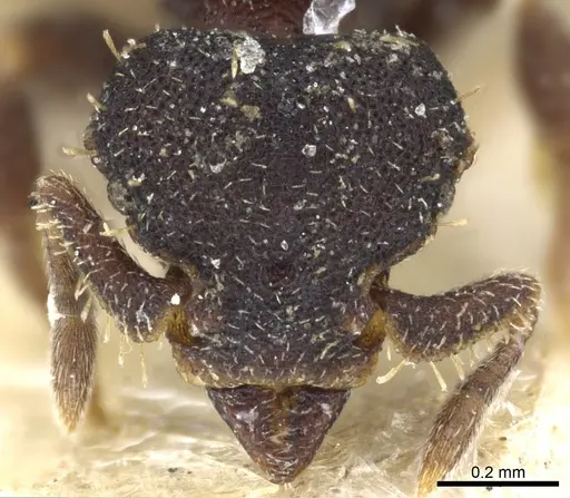 Octostruma batesi specimen CASENT0904968 image casent0904968_2
