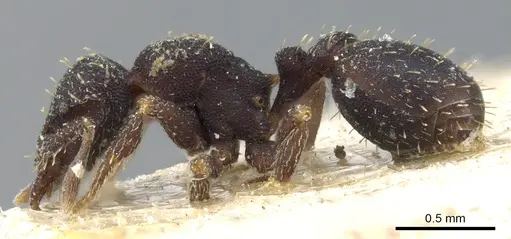 Octostruma batesi specimen CASENT0904968 image casent0904968_3