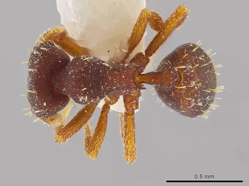 Octostruma batesi specimen MCZ-ENT00511301 image mcz-ent00511301_1