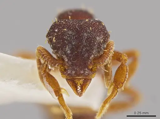 Octostruma batesi specimen MCZ-ENT00511301 image mcz-ent00511301_2