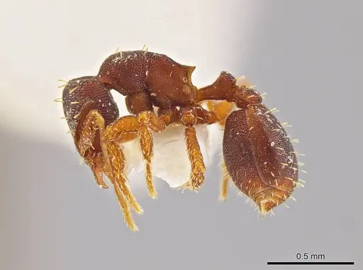 Octostruma batesi specimen MCZ-ENT00511301 image mcz-ent00511301_3