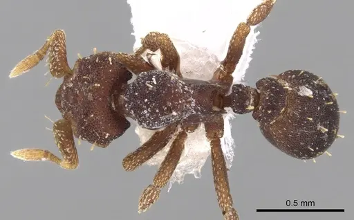 Octostruma betschi specimen CASENT0280762 image casent0280762_1