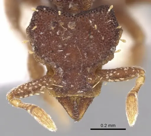 Octostruma betschi specimen CASENT0280762 image casent0280762_2