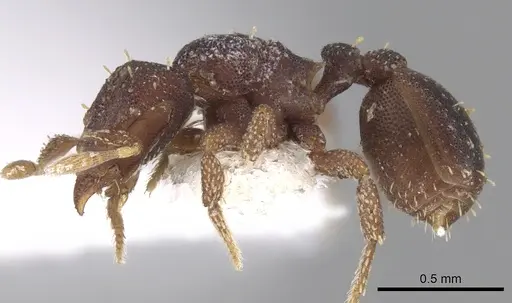 Octostruma betschi specimen CASENT0280762 image casent0280762_3