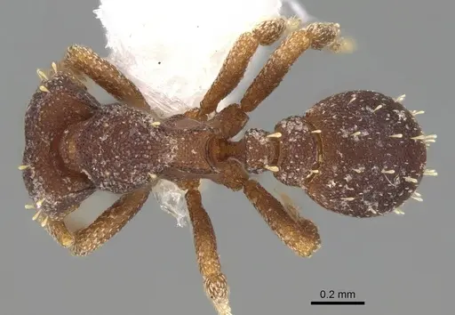 Octostruma betschi specimen CASENT0914908 image casent0914908_1