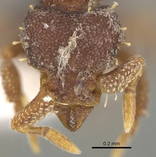 Octostruma betschi specimen CASENT0914908 image casent0914908_2