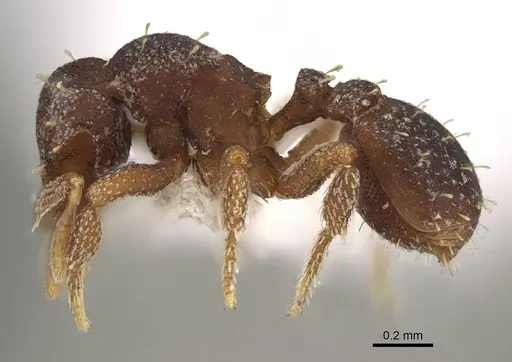 Octostruma betschi specimen CASENT0914908 image casent0914908_3