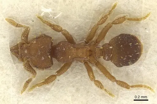 Octostruma betschi specimen CASENT0915363 image casent0915363_1