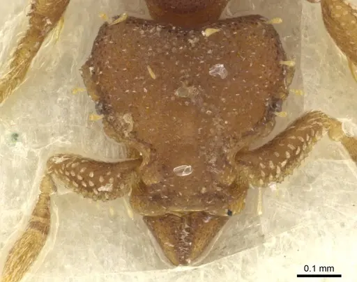 Octostruma betschi specimen CASENT0915363 image casent0915363_2