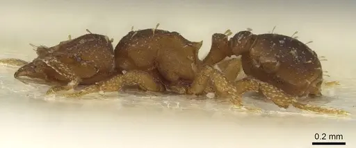 Octostruma betschi specimen CASENT0915363 image casent0915363_3