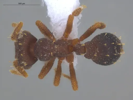 Octostruma betschi specimen ECOFOG-IT14-0055-145 image ecofog-it14-0055-145_1