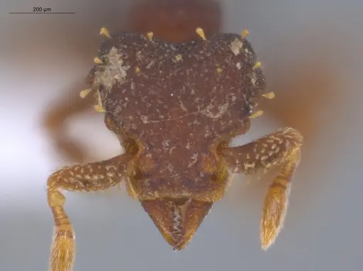Octostruma betschi specimen ECOFOG-IT14-0055-145 image ecofog-it14-0055-145_2