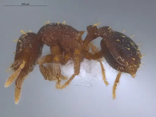 Octostruma betschi specimen ECOFOG-IT14-0055-145 image ecofog-it14-0055-145_3