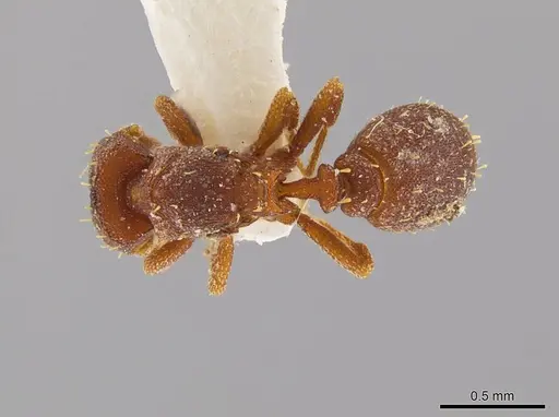 Octostruma betschi specimen MCZ-ENT00511298 image mcz-ent00511298_1