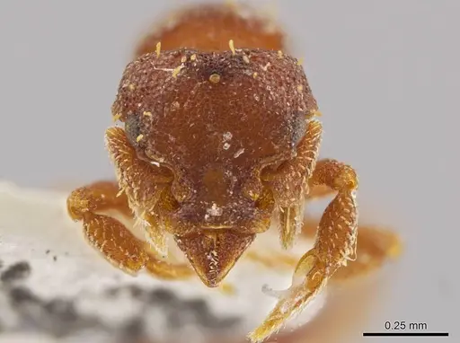 Octostruma betschi specimen MCZ-ENT00511298 image mcz-ent00511298_2