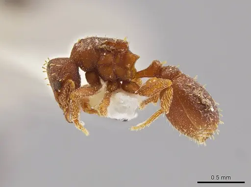 Octostruma betschi specimen MCZ-ENT00511298 image mcz-ent00511298_3