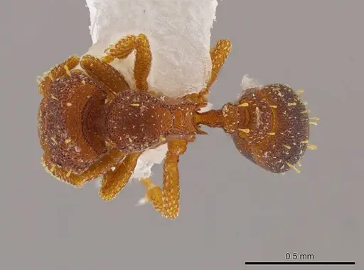 Octostruma betschi specimen MCZ-ENT00511313 image mcz-ent00511313_1