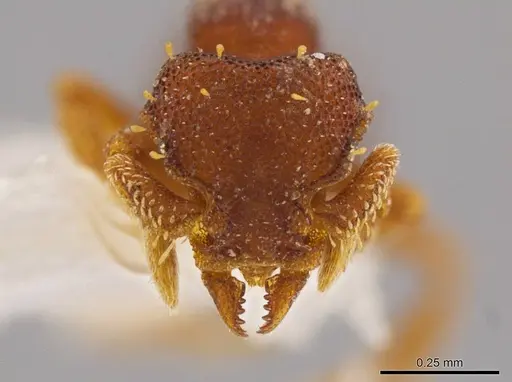Octostruma betschi specimen MCZ-ENT00511313 image mcz-ent00511313_2