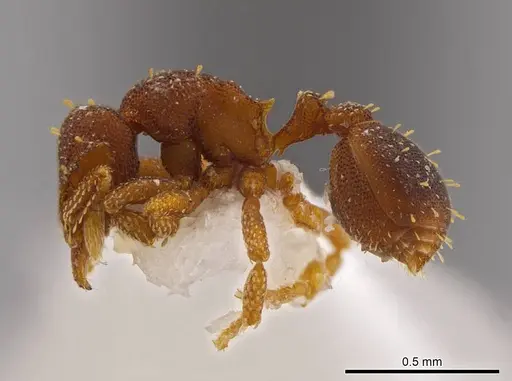 Octostruma betschi specimen MCZ-ENT00511313 image mcz-ent00511313_3