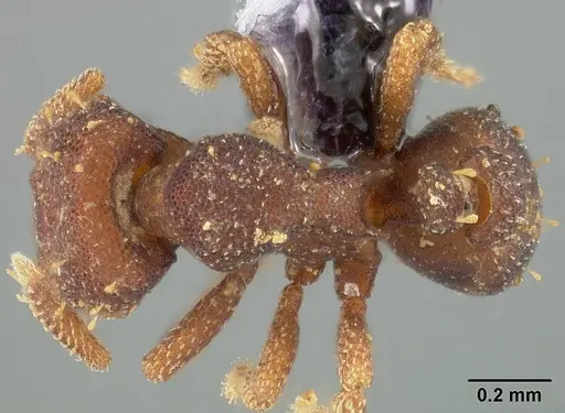 Octostruma betschi specimen USNMENT00446443 image usnment00446443_1