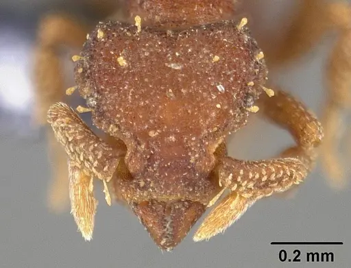 Octostruma betschi specimen USNMENT00446443 image usnment00446443_2