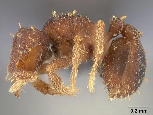 Octostruma betschi specimen USNMENT00446443 image usnment00446443_3
