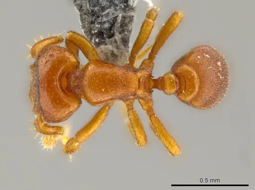 Octostruma convallis specimen CASENT0627381 image casent0627381_1