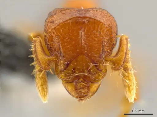Octostruma convallis specimen CASENT0627381 image casent0627381_2
