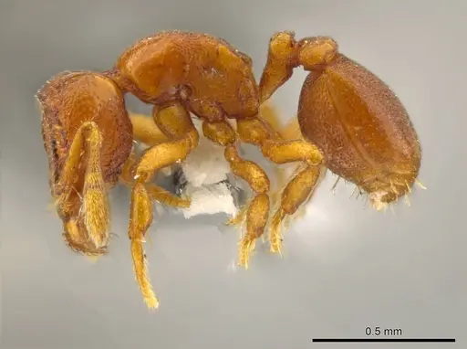 Octostruma convallis specimen CASENT0627381 image casent0627381_3