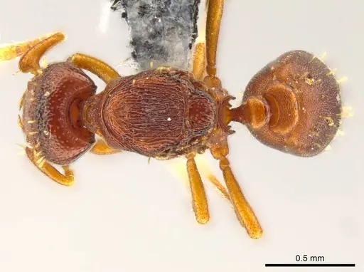 Octostruma convallis specimen CASENT0627382 image casent0627382_1