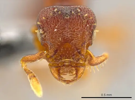 Octostruma convallis specimen CASENT0627382 image casent0627382_2