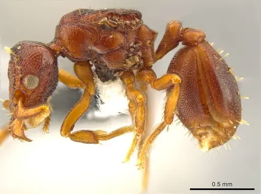 Octostruma convallis specimen CASENT0627382 image casent0627382_3