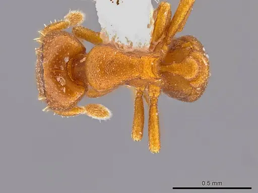 Octostruma convallisur specimen MCZ-ENT00511411 image mcz-ent00511411_1