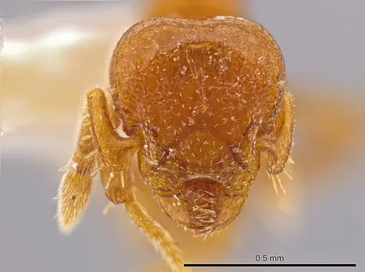 Octostruma convallisur specimen MCZ-ENT00511411 image mcz-ent00511411_2