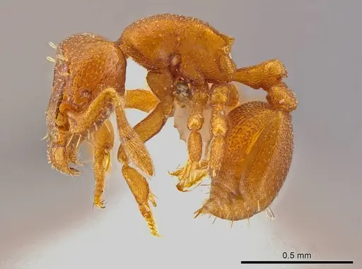 Octostruma convallisur specimen MCZ-ENT00511411 image mcz-ent00511411_3