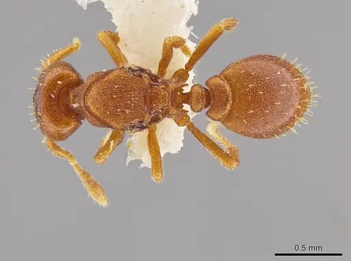 Octostruma convallisur specimen MCZ-ENT00511415 image mcz-ent00511415_1