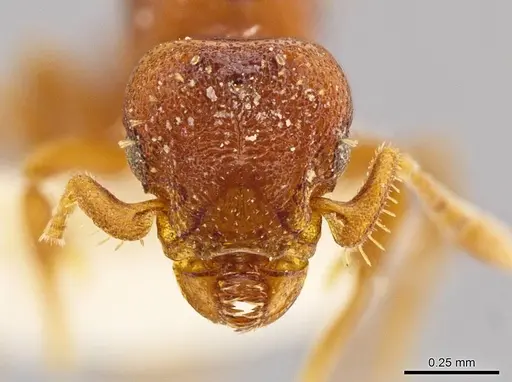 Octostruma convallisur specimen MCZ-ENT00511415 image mcz-ent00511415_2