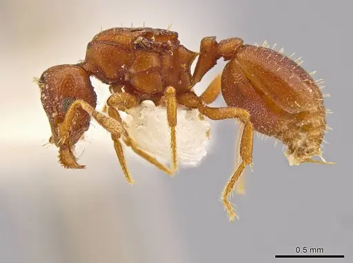 Octostruma convallisur specimen MCZ-ENT00511415 image mcz-ent00511415_3