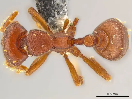 Octostruma cyrtinotum specimen CASENT0615495 image casent0615495_1
