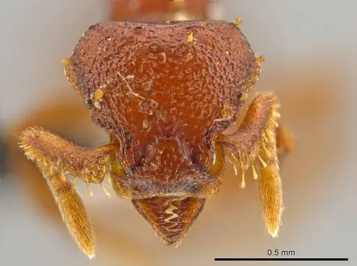 Octostruma cyrtinotum specimen CASENT0615495 image casent0615495_2