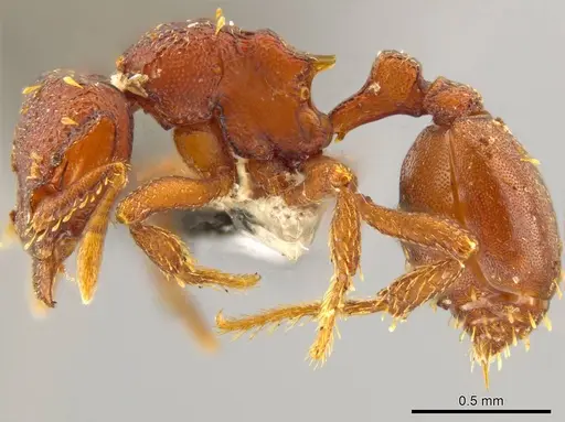 Octostruma cyrtinotum specimen CASENT0615495 image casent0615495_3