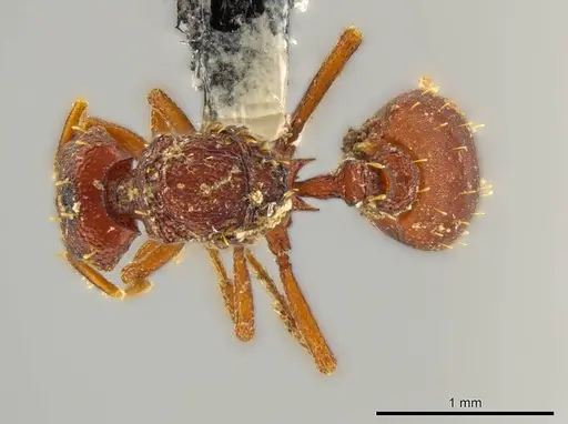 Octostruma cyrtinotum specimen CASENT0627372 image casent0627372_1