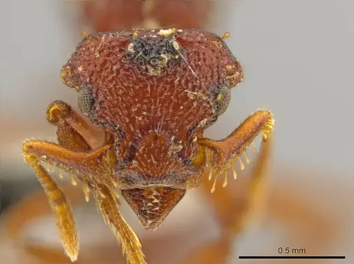 Octostruma cyrtinotum specimen CASENT0627372 image casent0627372_2