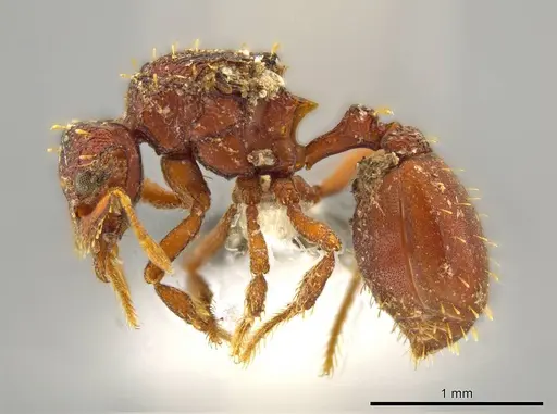Octostruma cyrtinotum specimen CASENT0627372 image casent0627372_3